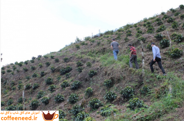 چطور قهوه تخصصی در هندوراس به نقطه اوج رسید